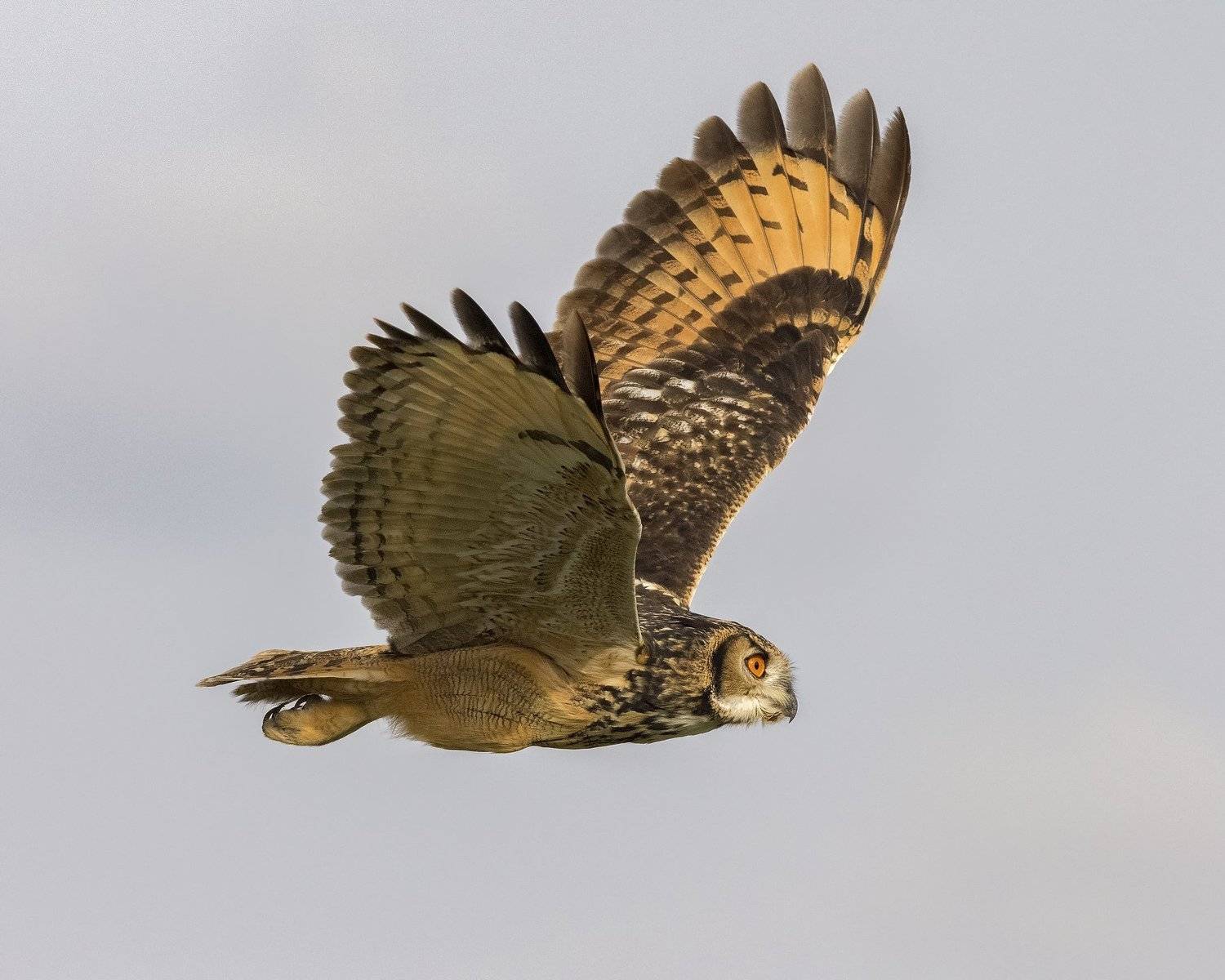 , Chandrashekhar Shirur