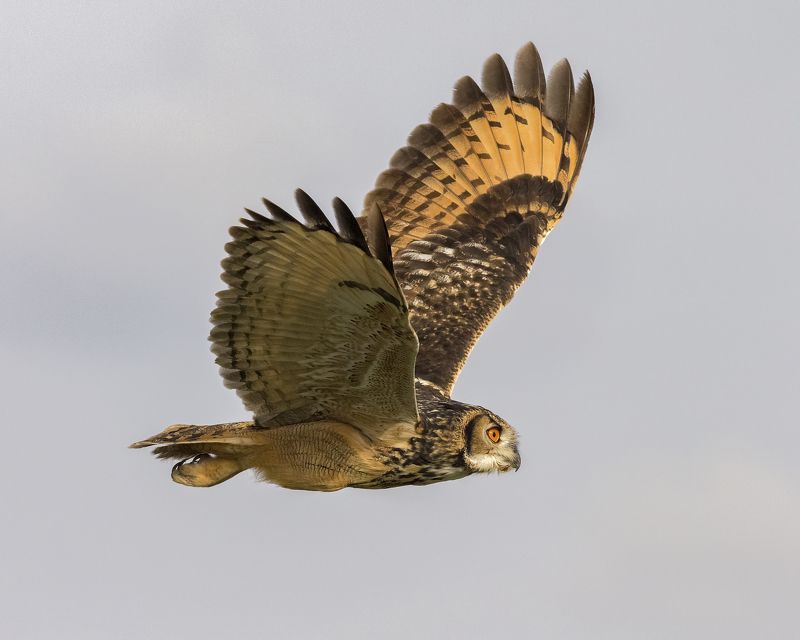 Indian Eagle Owl фото превью