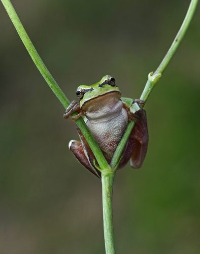Angry Frog