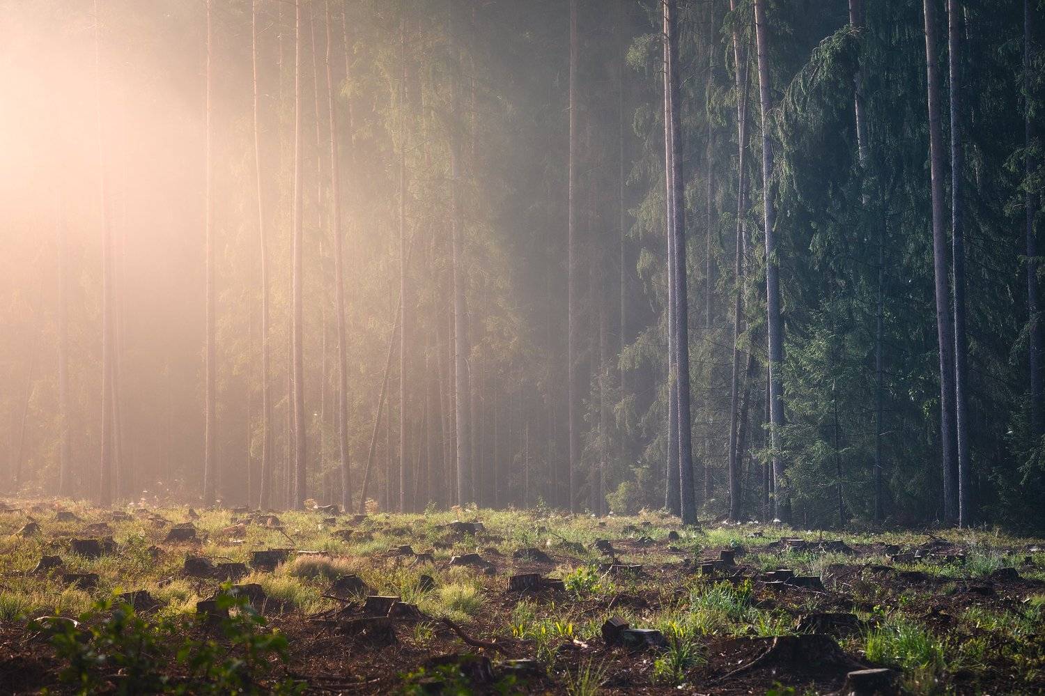 poland podlasie woods sunrise trees outdoor summer mood mist fog, Maciej Warchoł