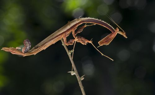 Mantis --- Toxodera Fimbriata