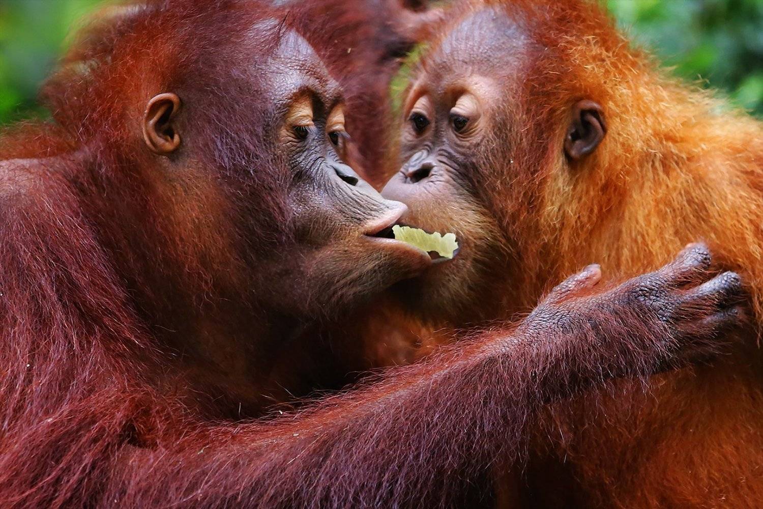 орангутанг, обезьяна, общение, внимание, диалог, ALLA SOKOLOVA