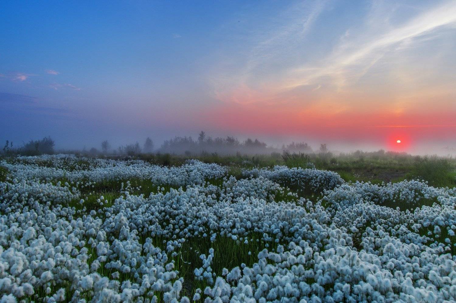 ямал ,природа ,рассвет , пушица ,салехард , пейзаж, Настя Братка