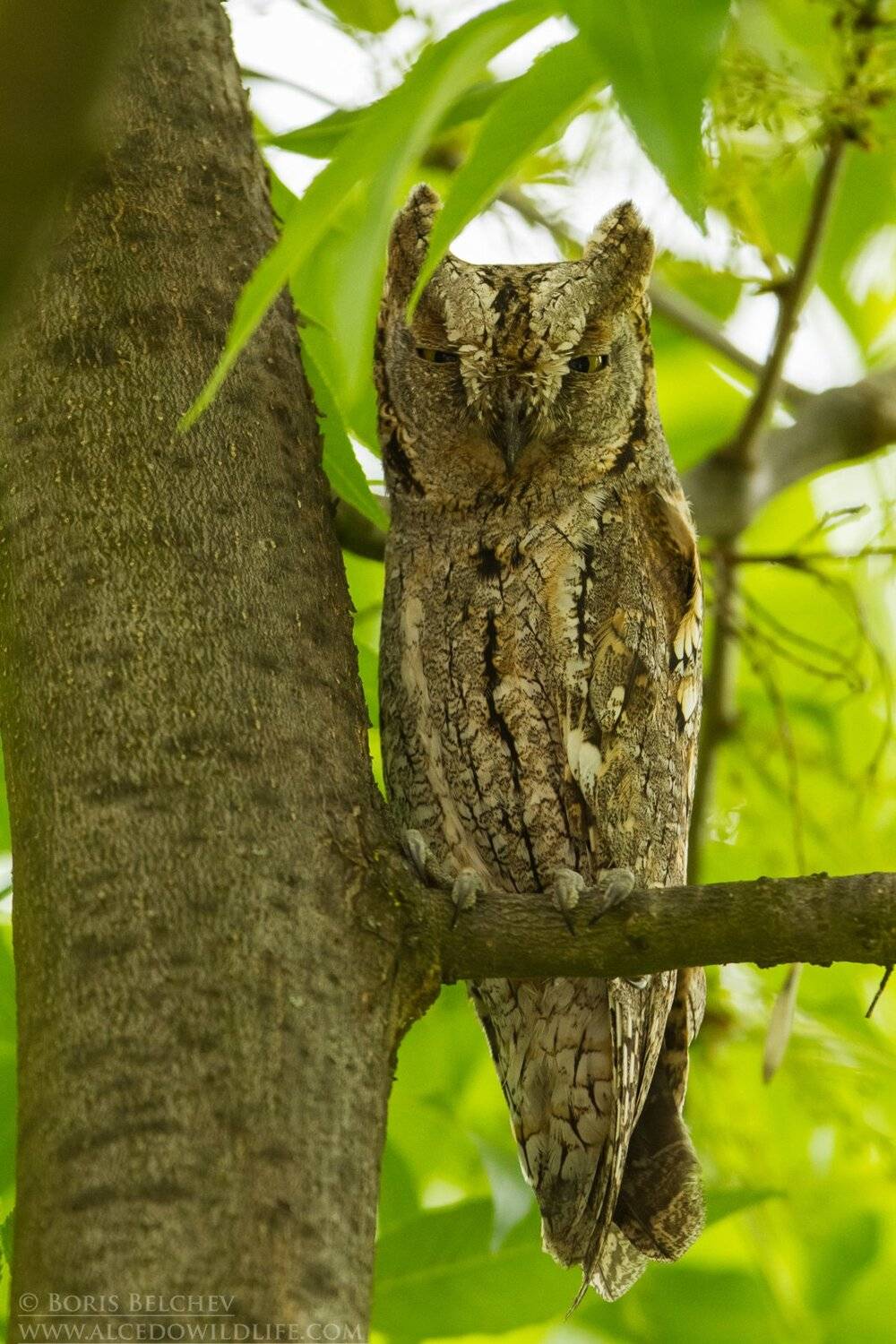 , Борис Белчев