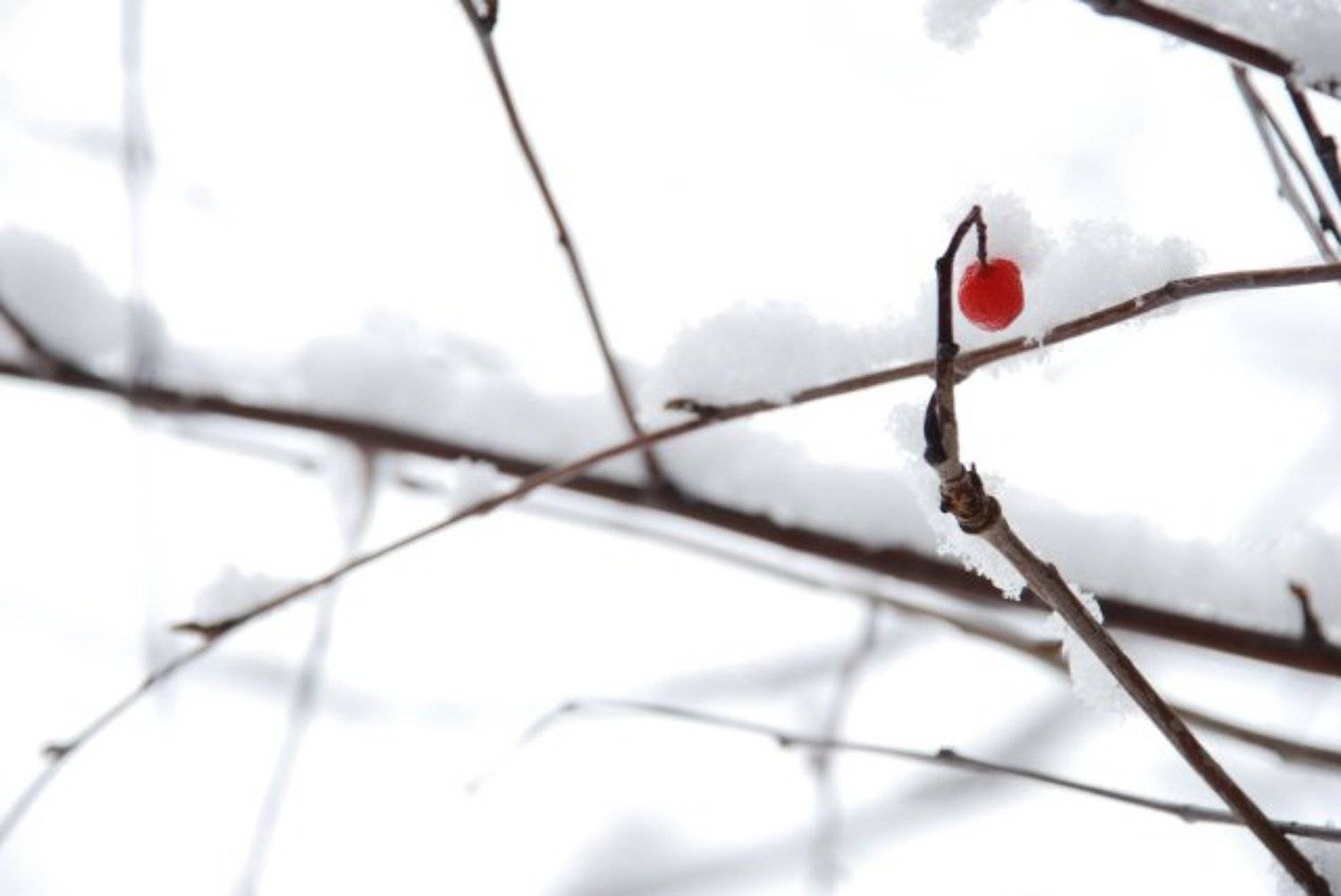 снег, ягода, ветка, Евген