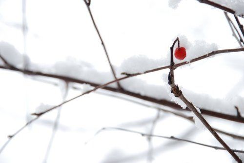 почти японский мотив