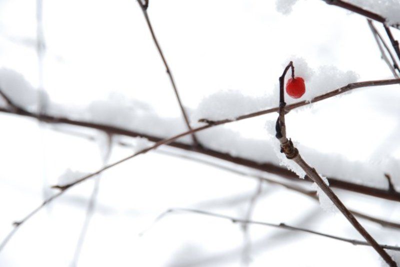 снег, ягода, ветка почти японский мотив фото превью