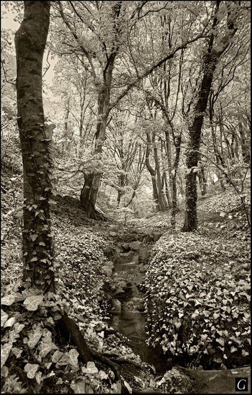 утриш, ущелье, осень, деревья, ручей, Gorshkov Igor_Feanorus