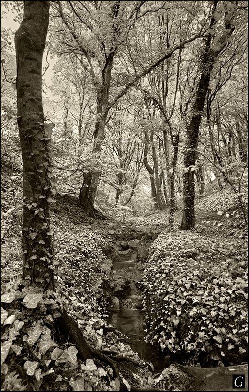 утриш, ущелье, осень, деревья, ручей Сонное ущелье. фото превью