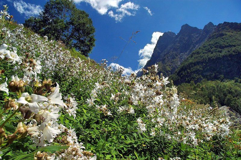 *** фото превью