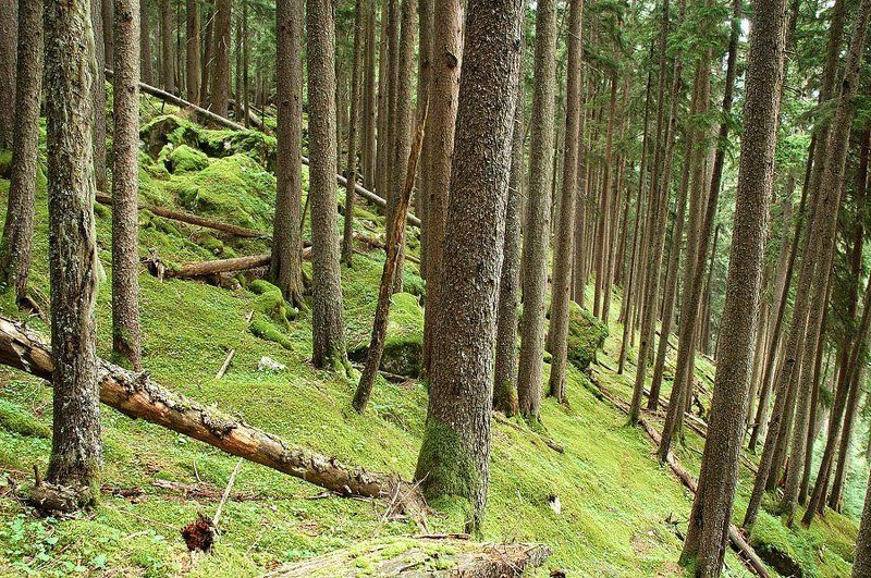 *** фото превью