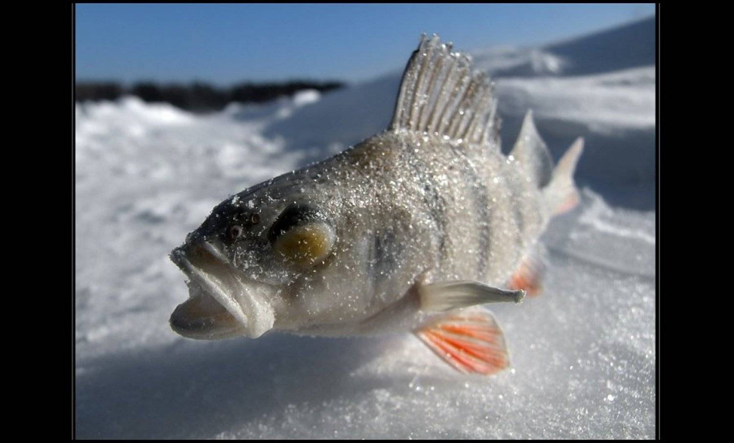 окунь, рыбалка, Starfish