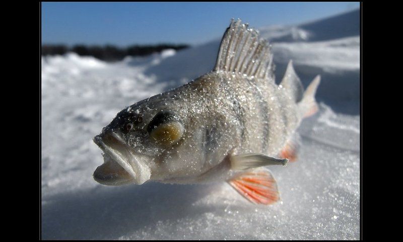 окунь, рыбалка Подмёрзшая модель :) фото превью