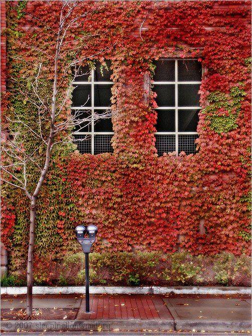 пейзаж, осень, листья, pilgrim, Pilgrim