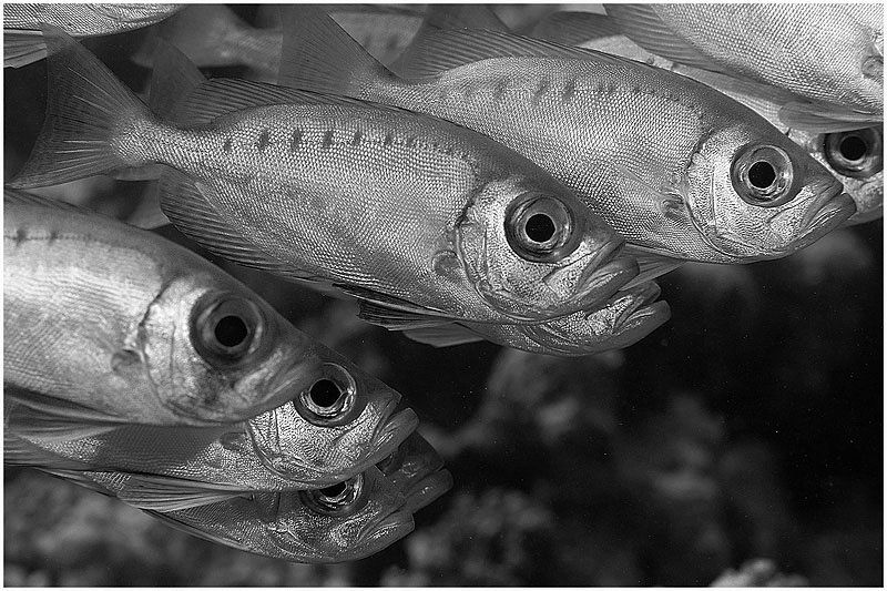 Живое серебро фото превью