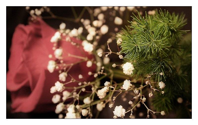 роза, лето, гипсофил, осень, елка, зима, Lelya