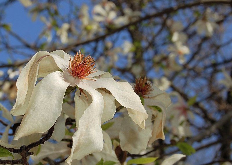 магнолия, болгария, весна, цветок О зрелой красоте и красоте зрелости. фото превью