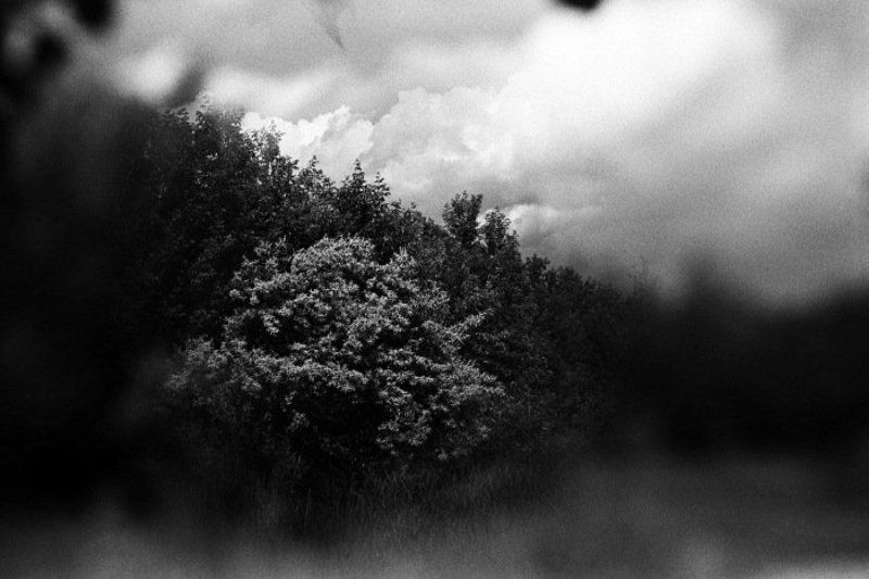 облако в кустах фото превью