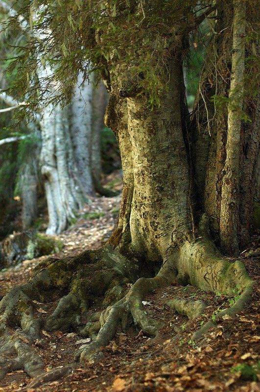 кавказ, домбай,лес *** фото превью