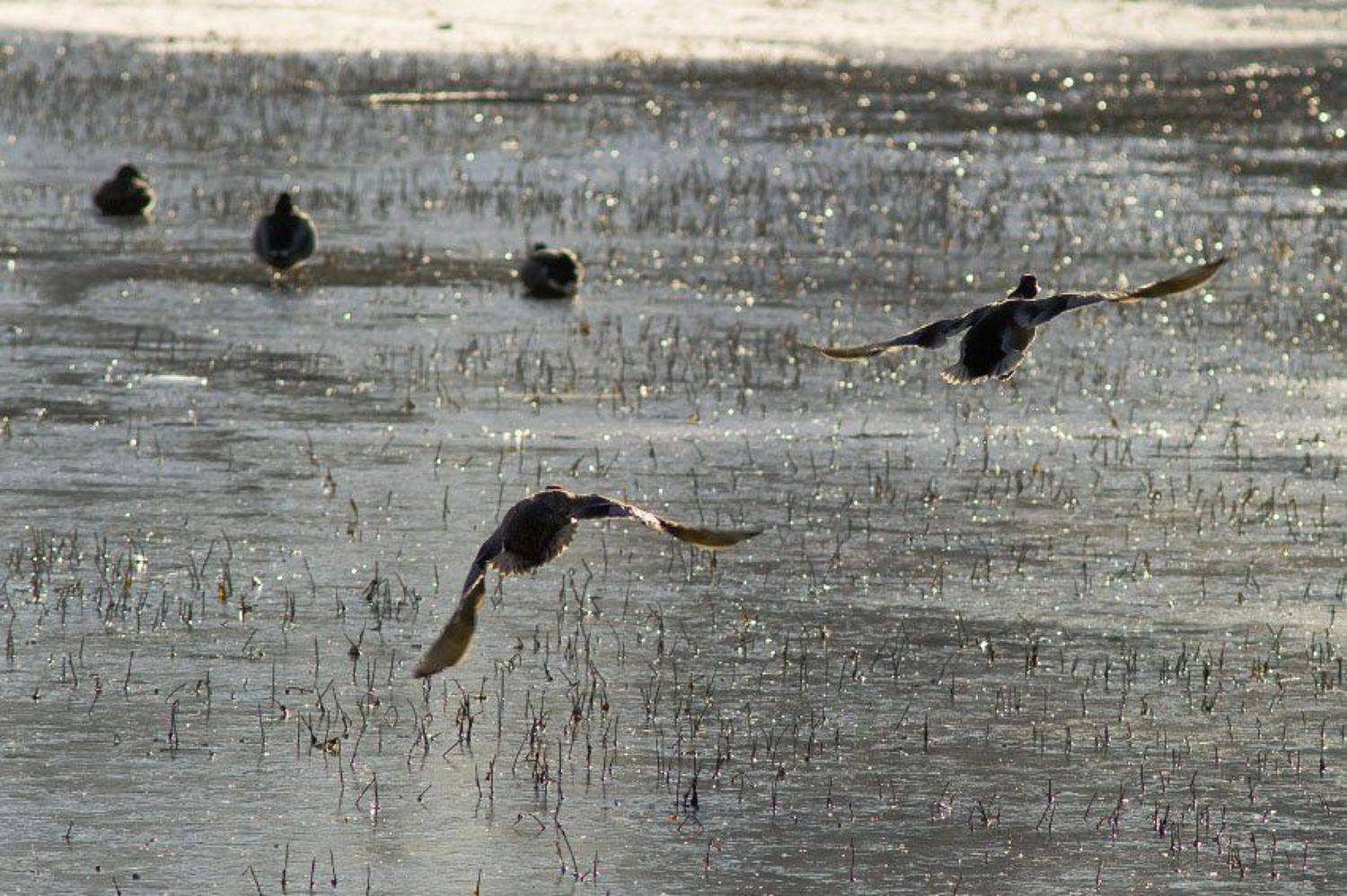 утки, осень, лед, Dankost