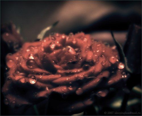 The Passion... of flowers