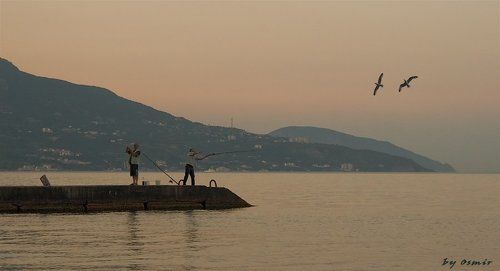 Дирижер и чайки