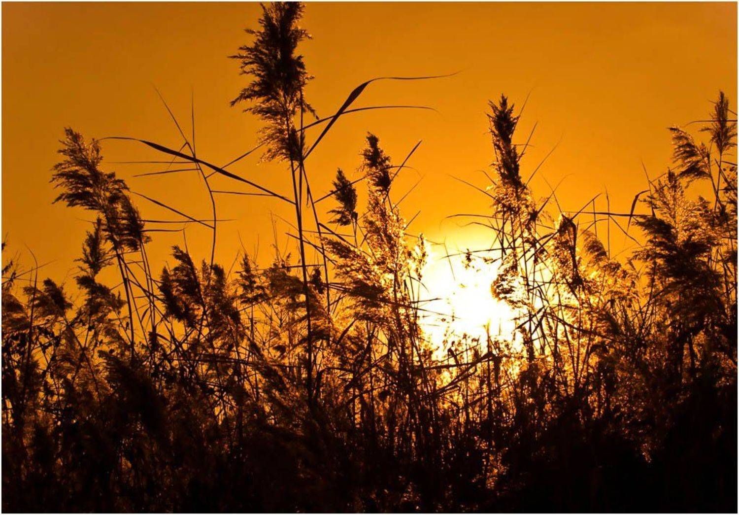 солнце, камыш, закат, Александр Батурский