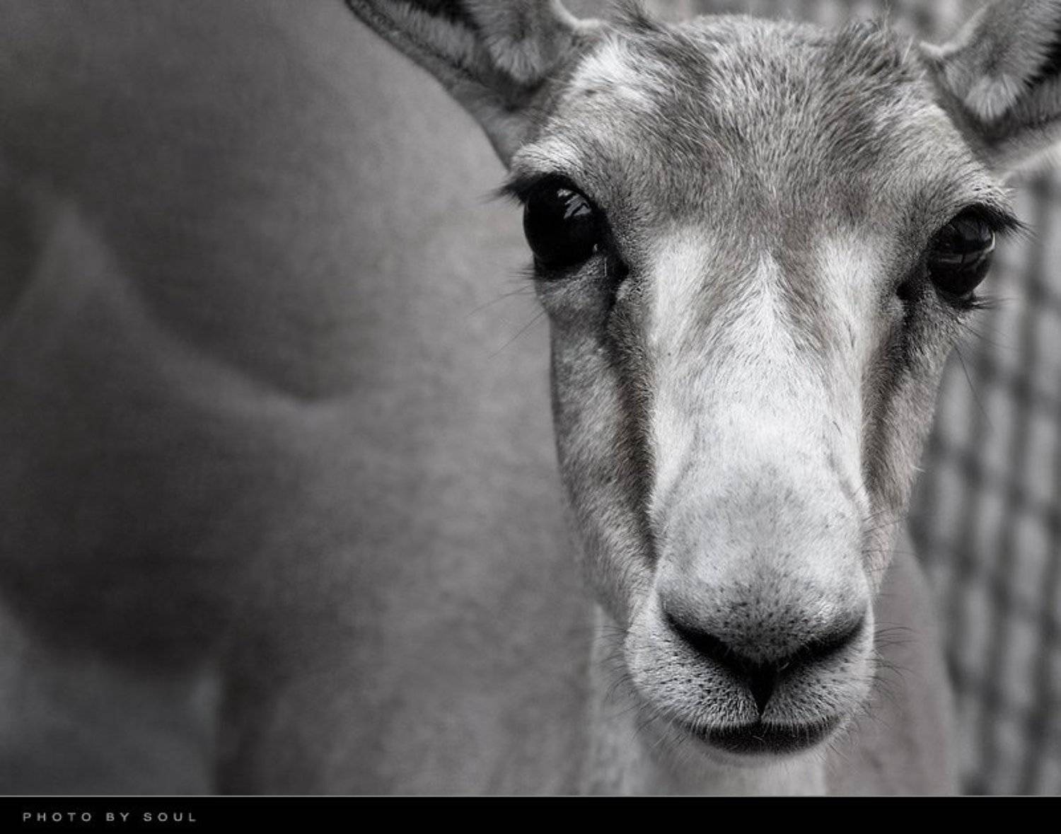 взаперти, SouL