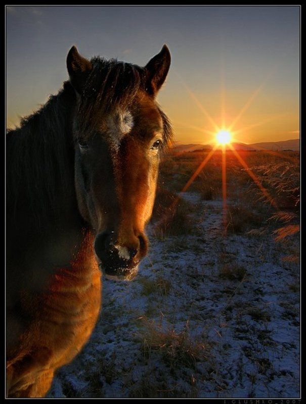 Портрет Друга фото превью