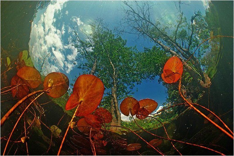 подводное фото В лесной реке фото превью