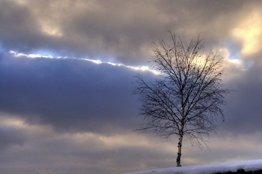 дерево, берёза, небо, senjor