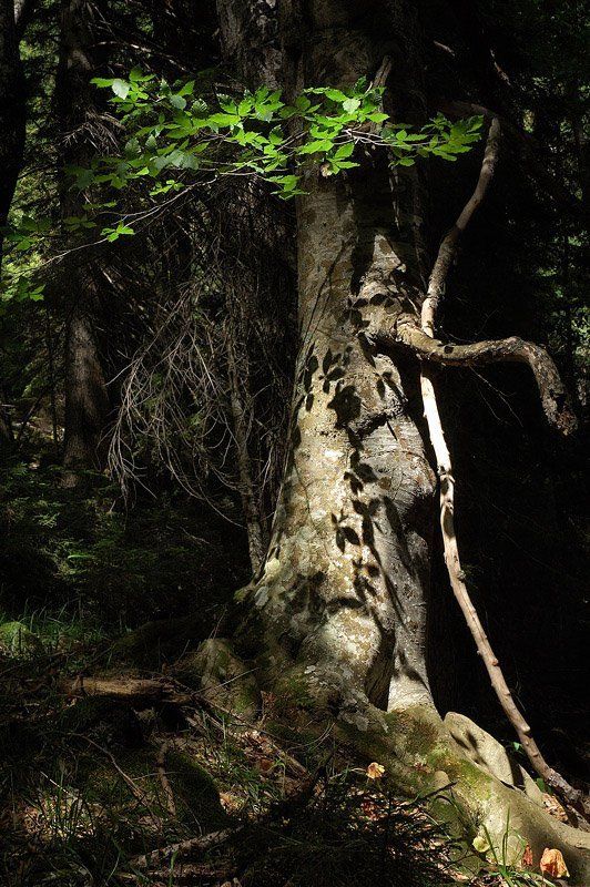 *** фото превью