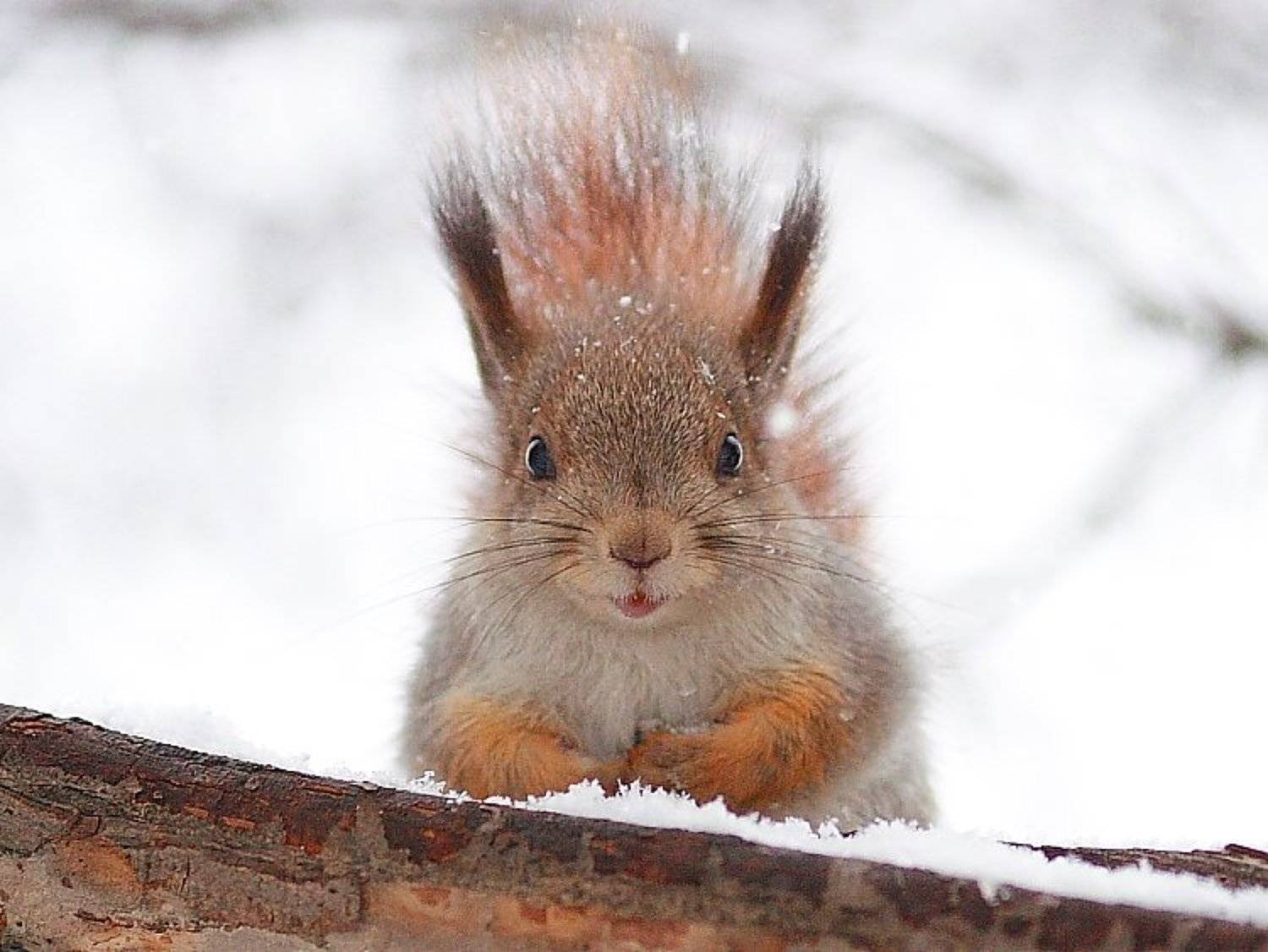 белка, Eugene M Dudarev