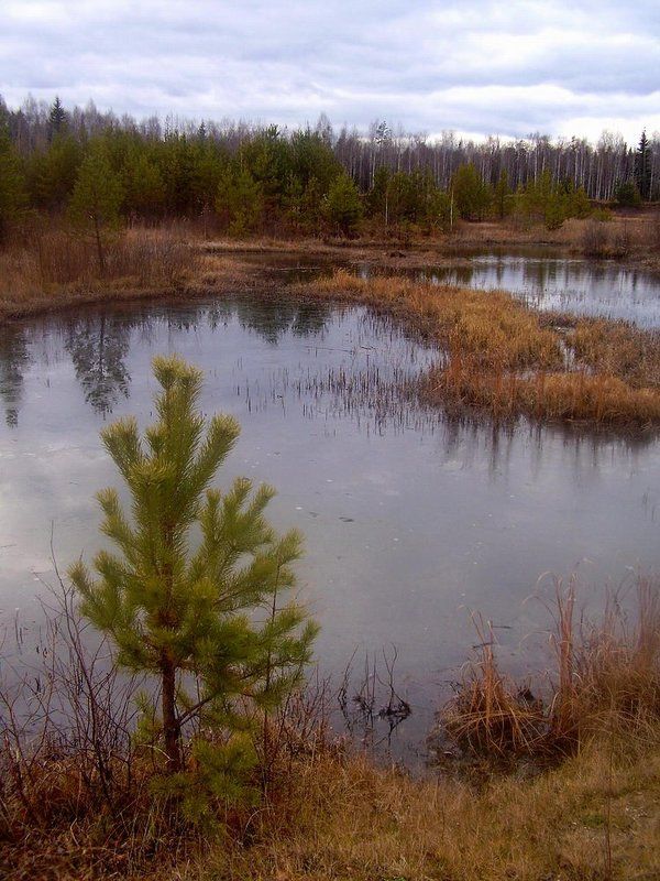 осень, лес, река, лед Холодный осенний день фото превью