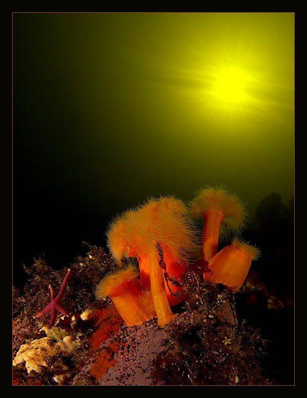 , Марина Кочетова