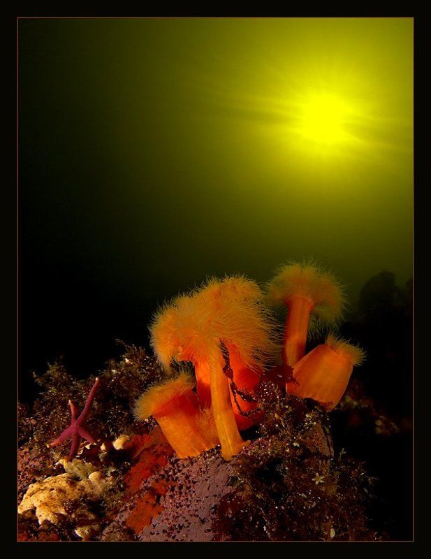 В недрах Белого моря фото превью