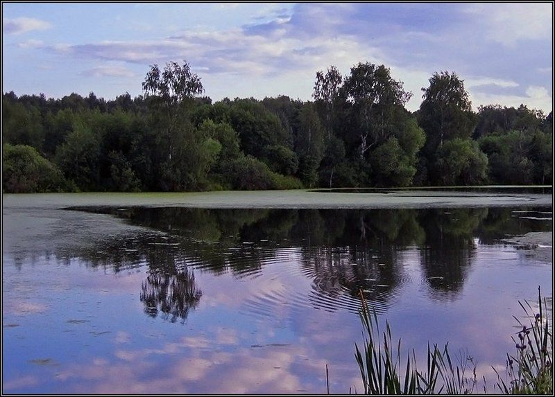 пруд, небо, отражение, круги на воде, лето Круги на воде... фото превью