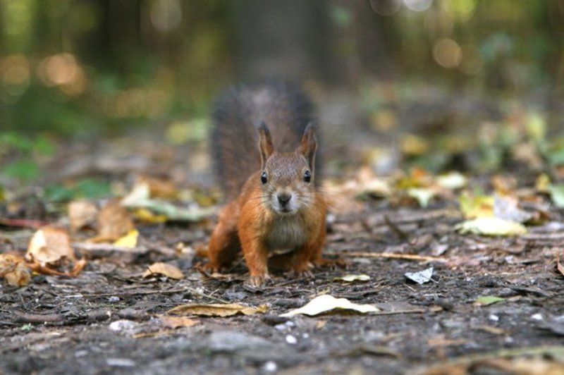 Осенняя белочка фото превью