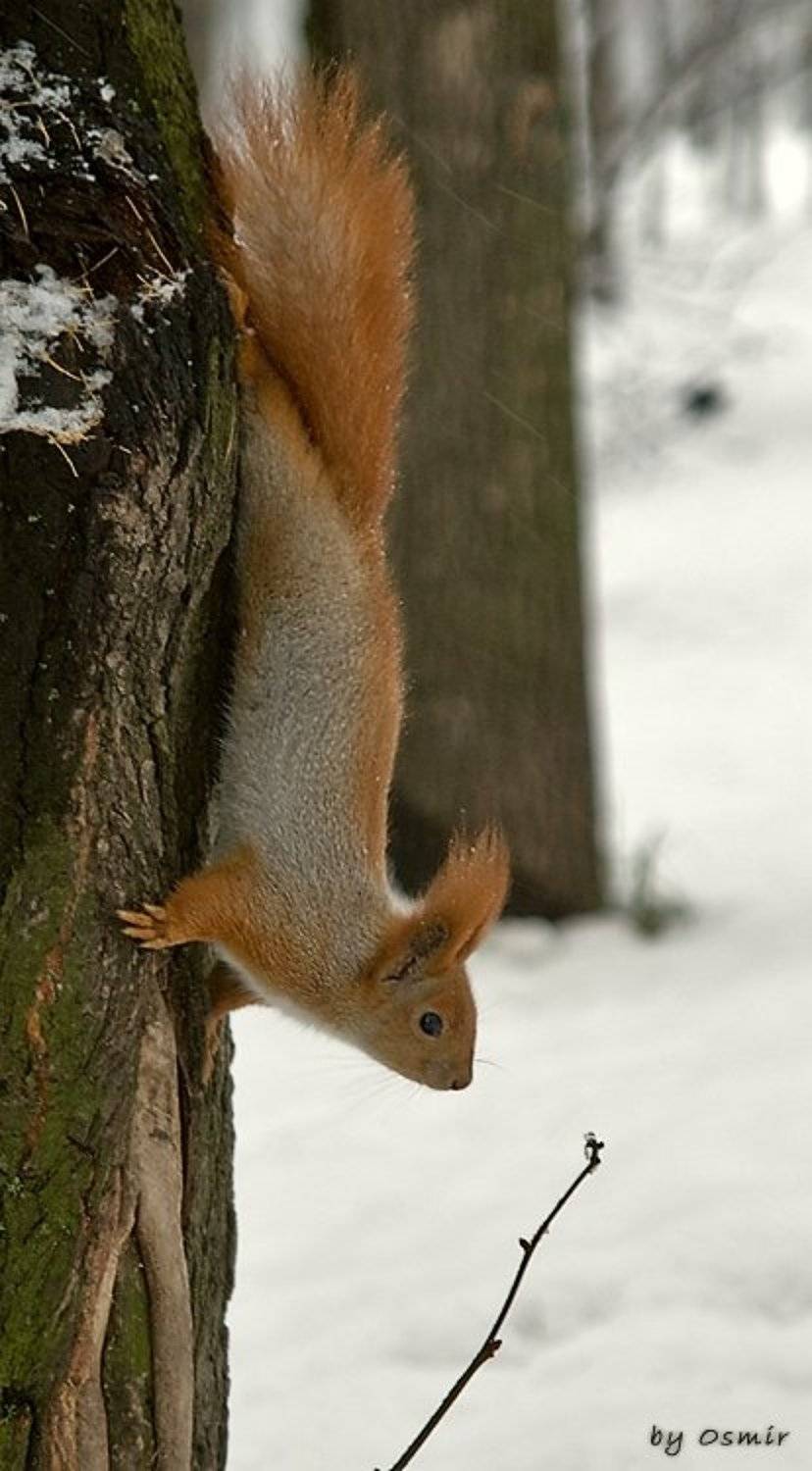 белка, зима, Алексей Миронченко