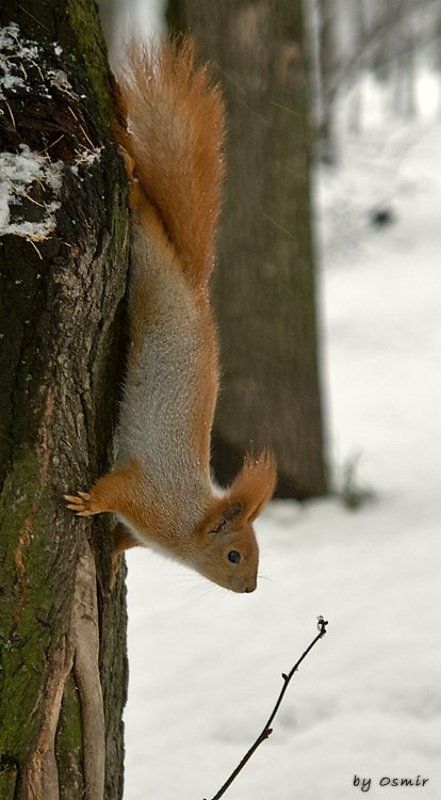 белка, зима Зима, таки, пришла фото превью