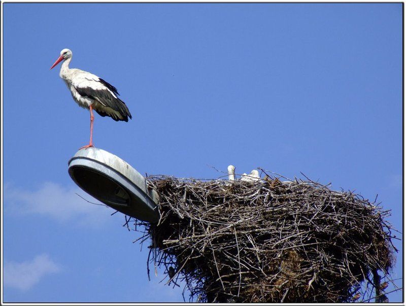 птицы, аисты, необычные ситуации Аисты и электрификация фото превью