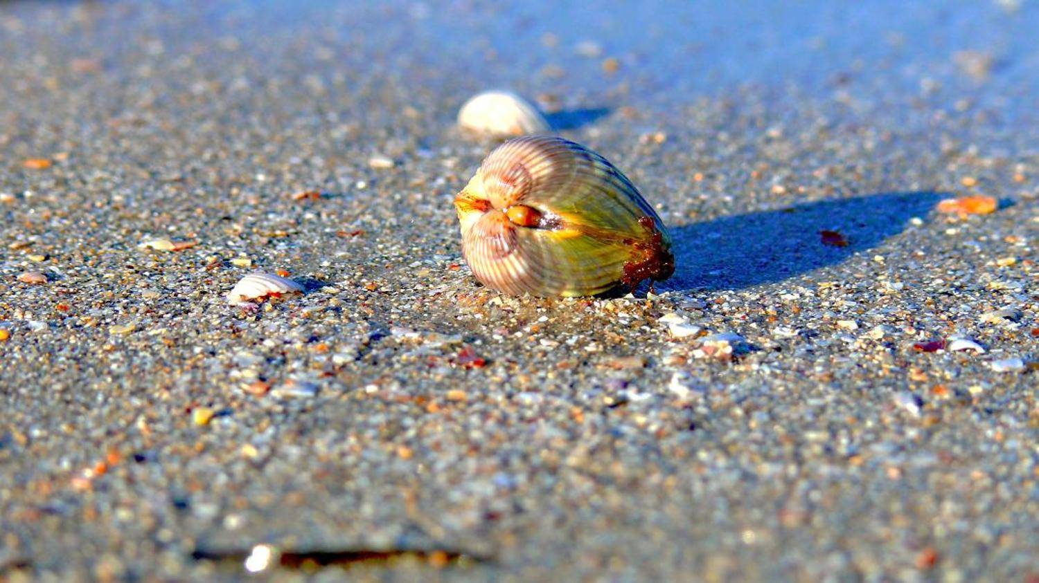 море, пляж, песок, ракушка, Василевская Надежда