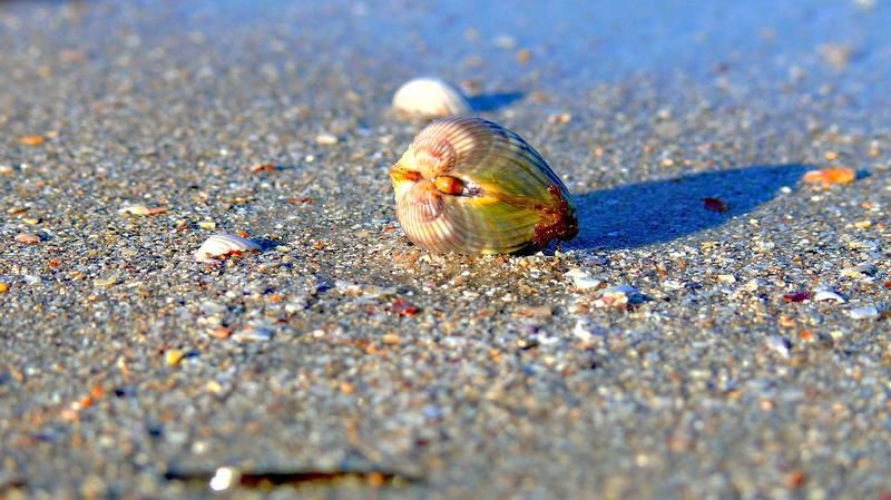 море, пляж, песок, ракушка ракушка фото превью