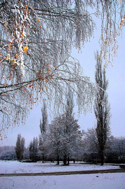 осень, тополя, берёзы, вспышка, разумов Второй снег фото превью