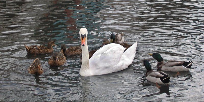 лебедь, утки, чувство собственного превосходства Королева Лебедь фото превью