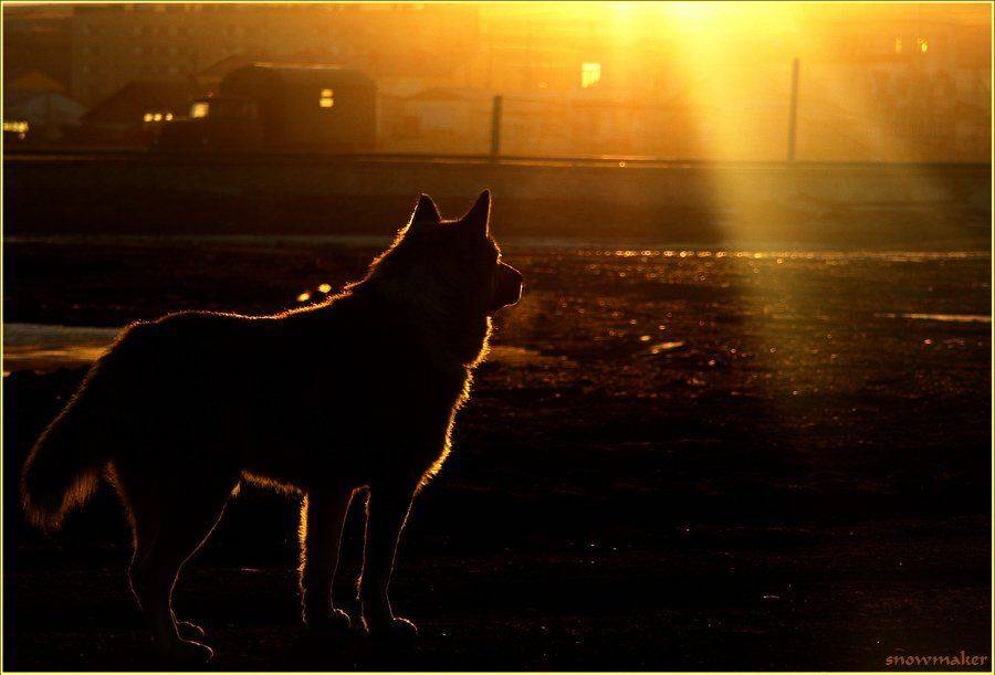 чукотка, лаврентия, собака, солнечный луч, закат, chukotka, snowmaker, snowmaker