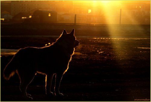 Все псы попадают в рай...