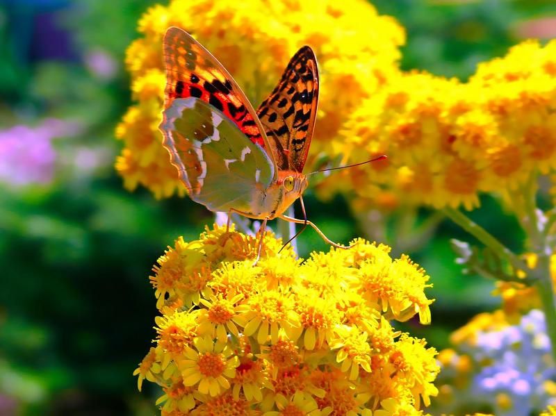 бабочка, лето, цветоок Ах, лето, лето фото превью