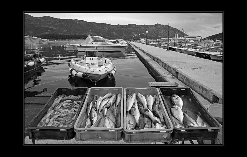 море, адриатика, черногория, рыбы Дары моря фото превью