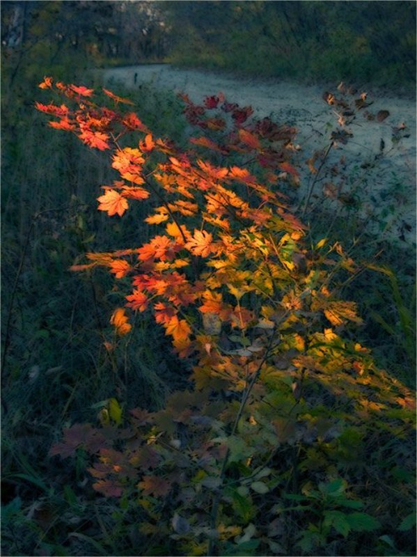 Рисунки осени фото превью